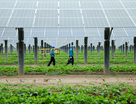 Innovative Application of Photovoltaic Support System for Agricultural Photovoltaic Complementation